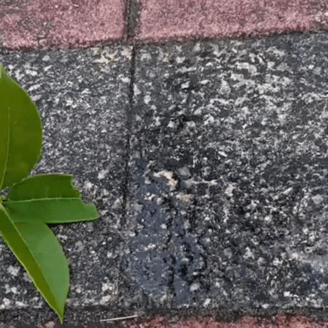 CleanX | Powerful oxalic Acid | Buy 1 get 1 Free